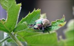 Cetonia dorata Cetonia dorata