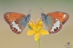 Coenonympha arcania ² Coenonympha arcania ²