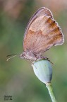 Maniola jurtina Maniola jurtina