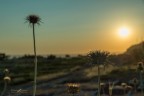 Cardi al tramonto