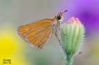Lepidottera Lepidottera