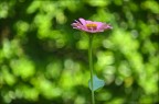 Bokeh...per una Zinnia... Bokeh...per una Zinnia...