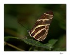 butterfly two butterfly two