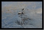 Crocodile Crocodile