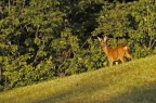 Capriolo alla luce tramonto Capriolo alla luce tramonto