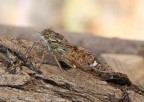 Cicala dei Tamerici