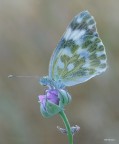 Pontia Edusa Pontia Edusa