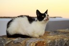 Gatto
