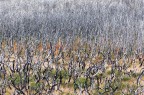 Skeleton Forest Skeleton Forest