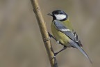 Cinciallegra (Parus major)