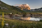 Horses in the valley Horses in the valley