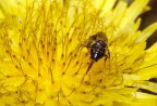 Black and yellow Black and yellow