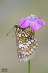 Melitaea