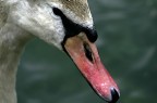 il cigno il cigno