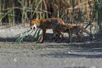 Giochi ....dolorosi. Maschio di volpe con prole Giochi ....dolorosi. Maschio di volpe con prole