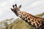 Saaaaaalve! (Giraffa Tippelskirchi anche detta G.Masai) Saaaaaalve! (Giraffa Tippelskirchi anche detta G.Masai)