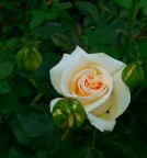 Rosa Rosa
