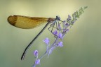 L'eleganza della calopteryx L'eleganza della calopteryx