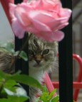 La Gatta Rosa La Gatta Rosa