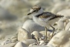 Piccolo di Corriere piccolo (Charadrius dubius) Piccolo di Corriere piccolo (Charadrius dubius)