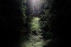 il segreto del bosco vecchio il segreto del bosco vecchio