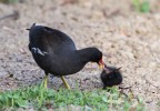 L'imbeccata della Gallinella d'acqua L'imbeccata della Gallinella d'acqua