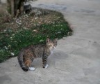 Little Little