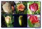 8 marzo 8 marzo