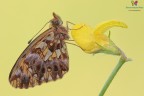 Boloria (Clossiana) dia... Boloria (Clossiana) dia...
