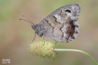 Hypparchia Hypparchia
