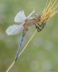 Orthetrum Coerulescens Orthetrum Coerulescens