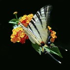 ***Ma come porti i capelli bella bionda***