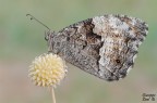 Hypparchia fagi Hypparchia fagi