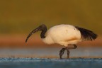 il passo dell'ibis sacro