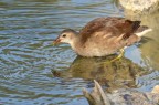 Giovane gallinella d'acqua