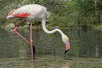 Fenicottero rosa (Phoenicopterus roseus)