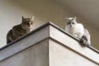 Simmetria Felina Simmetria Felina