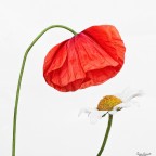 Margherita parlami di te...