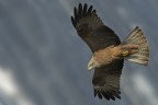 Nibbio bruno (Milvus migrans) Nibbio bruno (Milvus migrans)