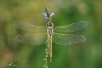 Sympetrum fonscolombii