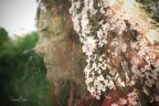 in fiore in fiore