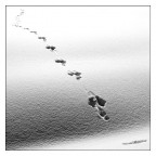 Follow Me Follow Me