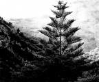 Selva oscura Selva oscura