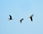 I tre cavalieri I tre cavalieri