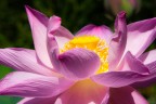fiore di loto fiore di loto
