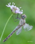Sympetrum-striolatum Sympetrum-striolatum