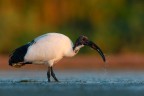 colazione dell'ibis sacro colazione dell'ibis sacro