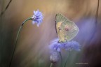Colias Crocea Colias Crocea