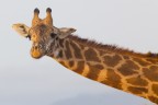Giraffa in Kenya Giraffa in Kenya