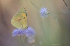 Colias Crocea 2